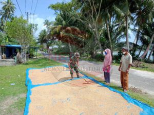 Laksanakan Kegiatan Hanpangan, Babinsa Simeulue Bantu Petani Jemur Hasil Panen Padi