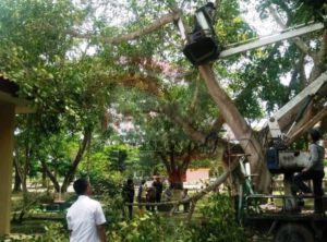 DLH Tulang Bawang Pangkas Pohon Yang Ada di Pinggir Jalan