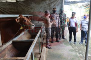 Langkah Kapolres Pamekasan Antisipasi Penularan PMK Pada Ternak
