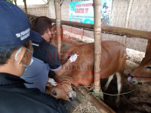 Cegah Penyebaran Virus PMK, Polisi Turun Langsung Kawal Penyuntikan Vitamin Kepada Hewan Ternak Sapi