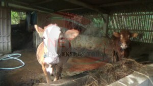 Rawan Penyimpanan, Oknum Ketua PokTan di Kecamatan Takeran Diduga Tilep Bantuan Hibah