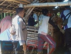 Kegiatan Vaksinasi Hewan Ternak di Wilayah Desa Binaan, Tingkatkan Solidaritas Kanit Binmas Polsek Cermee