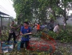 Babinkamtibmas dan BPBD Bondowoso serta Perangkat Desa Koncer Kidul Membersihkan Pohon Tumbang