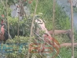 Penemuan Mayat Tanpa Identitas Gegerkan Warga Desa Kajar