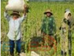 BLT DBHCHT di Pamekasan Sebesar Rp. 22,4 M