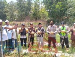 Inovasi Kades Pasanggar Ciptakan Lahan Tidur Menjadi Lahan Produktif