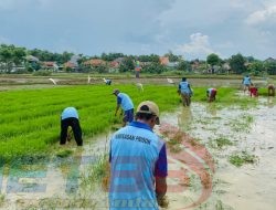 Di Lahan Asimilasi   Seluas 1,5 Ha, Lapas Kelas IIA Pamekasan Manfaatkan Untuk Pertanian