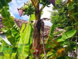 Pohon Pisang Unik di Desa Pokaan Situbondo