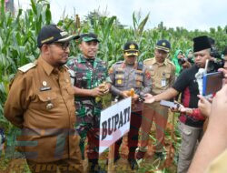 Dandim 0827/Sumenep Bersama Forkopimda Sukses Panen Perdana Silase Jagung