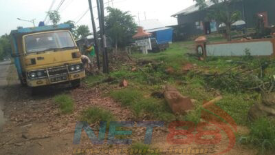 Lagi…. Kades Belotan Kembali Berulah, Kisruh Tebang Pohon Tak Sesuai Ijin