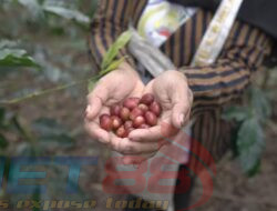 Luar Biasa, Kopi Gayo Tunjukkan Kualitas Emas Hitam dari Barat Indonesia