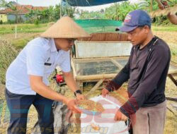 Panen Raya hasilkan 150 Karung padi, Lapas Pamekasan optimalkan Program Asimilasi WBP