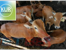 Part 1 : Menyibak Indikasi Permainan CA Dalam KUR Ternak di Bondowoso