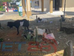 Miris Hewan Korban Dari Disbudporapar Sumenep Seperti Kucing