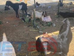 Miris Hewan Korban Dari Disbudporapar Sumenep Seperti Kucing