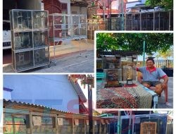 Berternak Burung Perkutut, Bapak Imam Warga Sampang Raih Omset Yang Fantastis