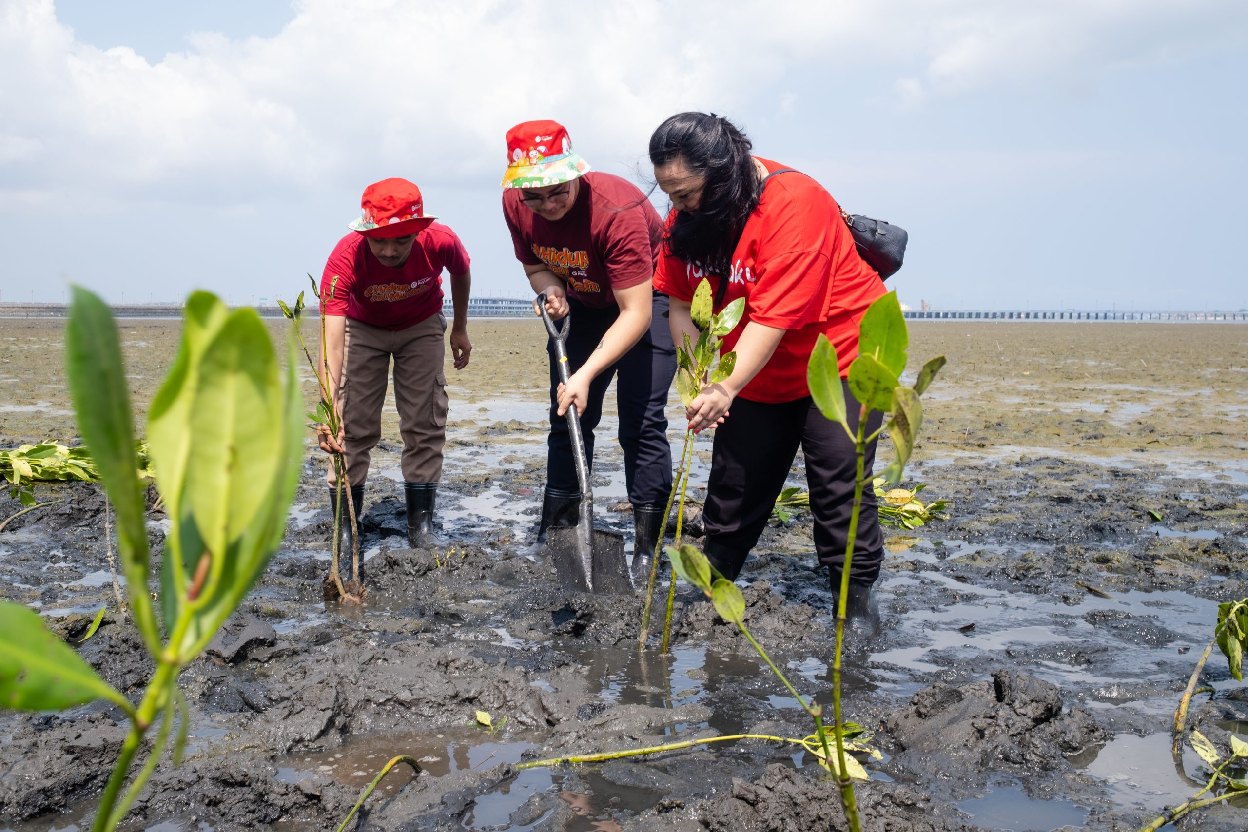 Foto penanaman mangrove oleh tim Akulaku Group. (Dokumentasi: LindungiHutan).