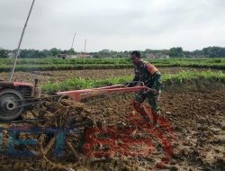 Siapkan Lahan Pertanian, Sertu Khairul Umam Bajak Sawah Bersama Warga