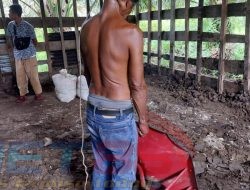 Diduga Hamili Anak Angkat, Pelaku Akhiri Hidup di Kandang Sapi