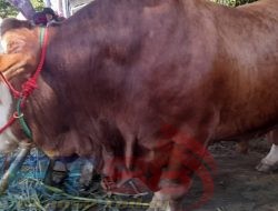 Kontes Sapi Situbondo 2024, Kelas Ekstrim “ANTONI” Sabet Juara I