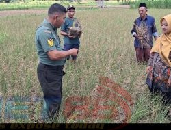 Babinsa Koramil 0826-09 Pantau Tanam Padi di Desa Cenlecen Terancam Kekeringan