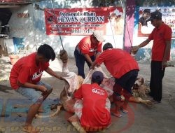 Sembelih Hewan Kurban 3 ekor sapi, PDI Perjuangan Berbagi dengan Masyarakat