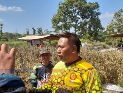 Panen Tomat Gratis, Bentuk Berbagi Kepada Warga Yang Dilakukan Bang Ahmad