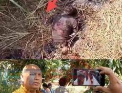 Penemuan Mayat Seorang Laki – Laki Dalam Keadaan Membusuk Gegerkan Warga Desa Sanganom Kecamatan Nguling