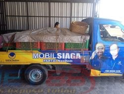 Harga Jeruk Terjun Bebas, NASDEM Barisan Relawan Panhis Gerak Cepat Membantu Petani