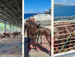 BONGKAR MAFIA PENYELUNDUPAN KUDA SUMBA…! Dokter Hewan & Pejabat Dinas Peternakan Diduga Terlibat,,,?
