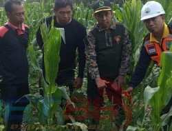 Laksanakan Intruksi ADM Perhutani Bondowoso Anton Sujarwo Periksa Lokasi Tanaman