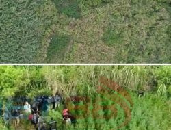 Menhut : Penutupan Taman Nasional Bromo Tengger Semeru, Bukan Karena Penemuan Ladang Ganja