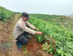 Aipda Eko Nugroho, Anggota Polsek Nongkojajar yang Sukses Bertani dan Mendukung Program Ketahanan Pangan