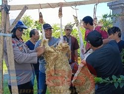 Tradisi Qurban Ala Mas Bhabin Polisi Viral Yang Luar Biasa