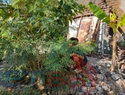 Olah TKP Kasus Bocah Korban Penganiayaan, Korban Sampai Ngumpet di Pohon Lantoro