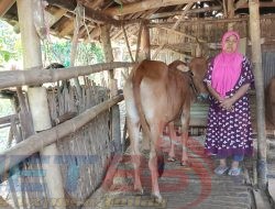 Dampak Bantuan Sapi Bersumber Dari DD Desa Pamolokan Berhasil Meningkatkan Perekonomian