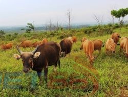 Pemdes Desa Pamolokan Bagi-Bagi Sapi Dari Anggaran DD 379.500.000 Apa Masih Ada Sapinya Atau Tinggal Kandangnya