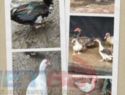 Berawal dari Hobi, Kisah Sukses Peternak Mentok Kualitas Super