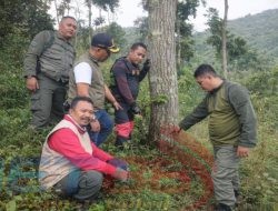 Perhutani KPH Bondowoso Laporkan Dugaan Pengrusakan Tegakan Hutan di Petak 6A3 ke Polres Situbondo