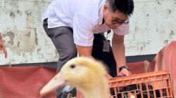 Lapas Narkotika Pamekasan Dukung Asta Cita Presiden dan Program KemenkuhamTambah 100 Bibit Bebek Pedaging