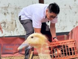 Lapas Narkotika Pamekasan Dukung Asta Cita Presiden dan Program KemenkuhamTambah 100 Bibit Bebek Pedaging