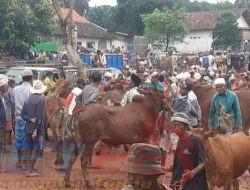 Pasar Hidup, PADes Kosong Siapa Menguasai Pasar Pamolokan?
