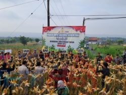 DKPP Sumenep Pimpin Akselerasi Ketahanan Pangan, Panen Raya Jagung Serentak Digelar di Ganding